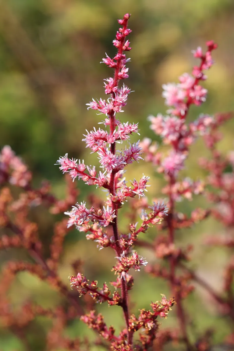 Astilbe rosea