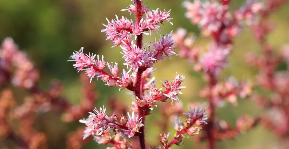 Astilbe rosea – fotografia rastliny