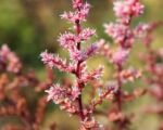 Astilbe rosea – pestovanie a starostlivosť