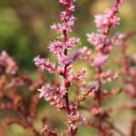 Astilbe rosea – pestovanie a starostlivosť (Astilbe rosea) – fotografia rastliny
