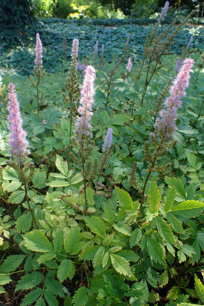 astilba čínska (Astilbe rubra) – v záhrade, fotografia rastliny