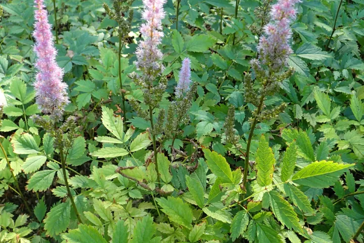Astilbe rubra
