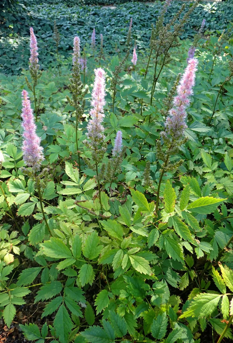 Astilbe rubra