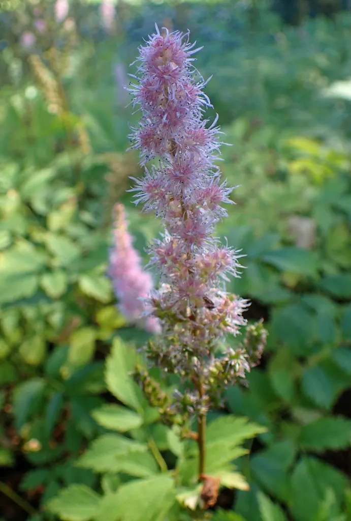 astilba čínska (Astilbe rubra) – v záhrade, fotografia rastliny
