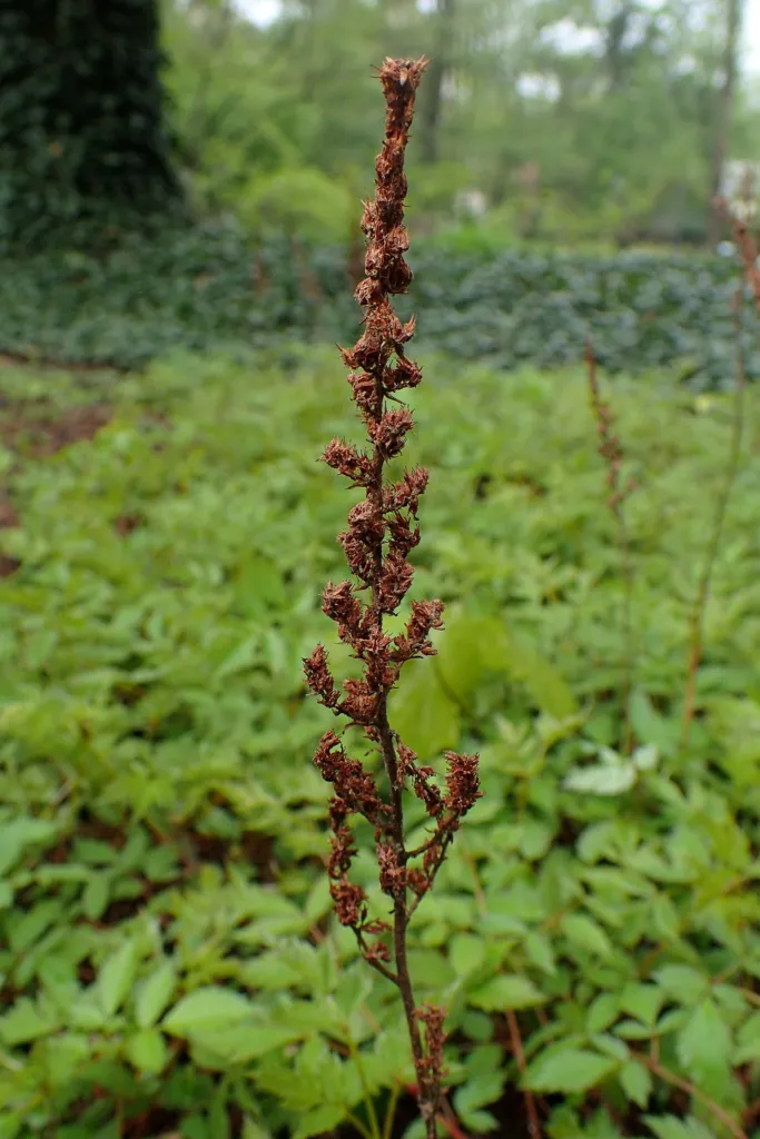 astilba čínska (Astilbe rubra) – v záhrade, fotografia rastliny