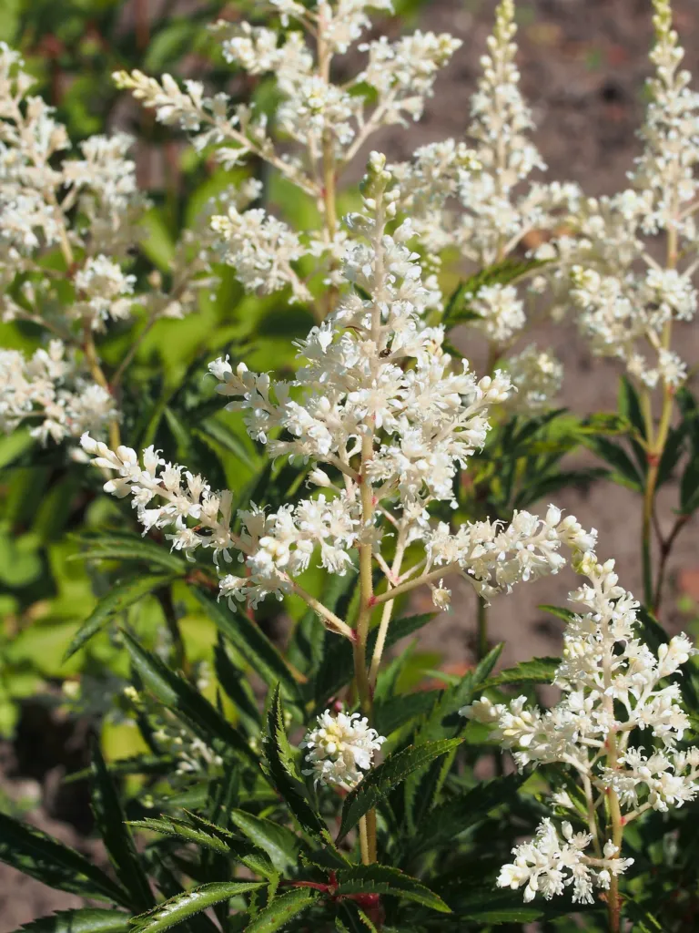 astilba čínska (Astilbe rubra) – kvety zblízka, fotografia rastliny