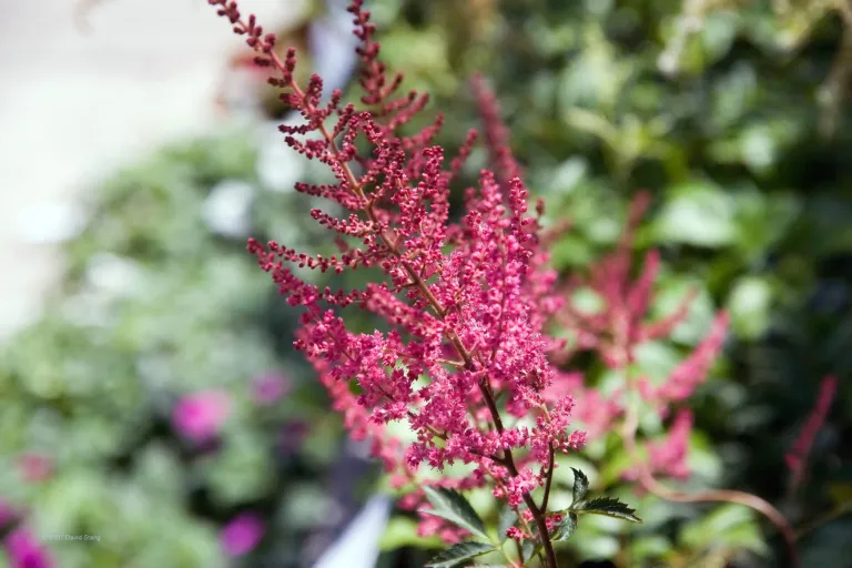 Astilbe × arendsii 'Fanal'