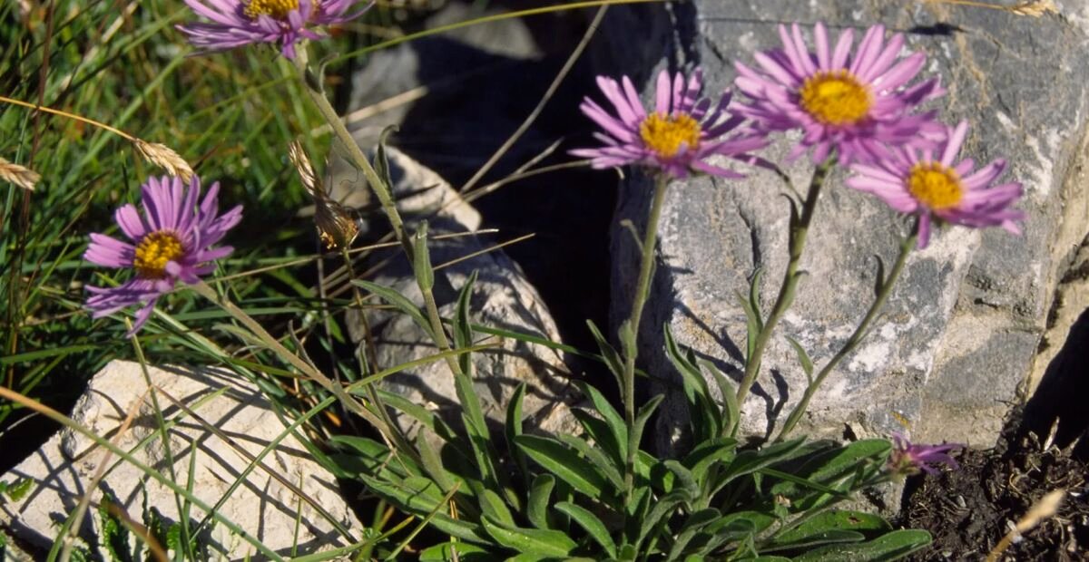 astra alpínska (Aster alpinus) – fotografia rastliny
