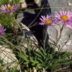astra alpínska (Aster alpinus) – fotografia rastliny