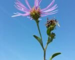 Astra kopcová (Aster amellus) – pestovanie a starostlivosť