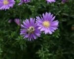 Astra novobelgická (Aster ‘Novi Belgii’)