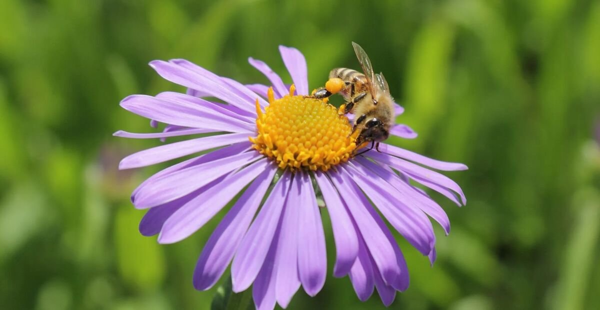 astra tungeluoská (Aster tongolensis) – fotografia rastliny