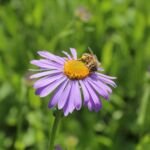 astra tungeluoská (Aster tongolensis) – fotografia rastliny