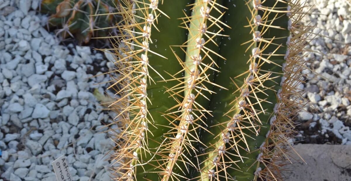 astrofyt zdobený (Astrophytum ornatum) – fotografia rastliny