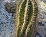 Astrofyt zdobený (Astrophytum ornatum) – pestovanie a starostlivosť