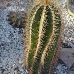 astrofyt zdobený (Astrophytum ornatum) – fotografia rastliny