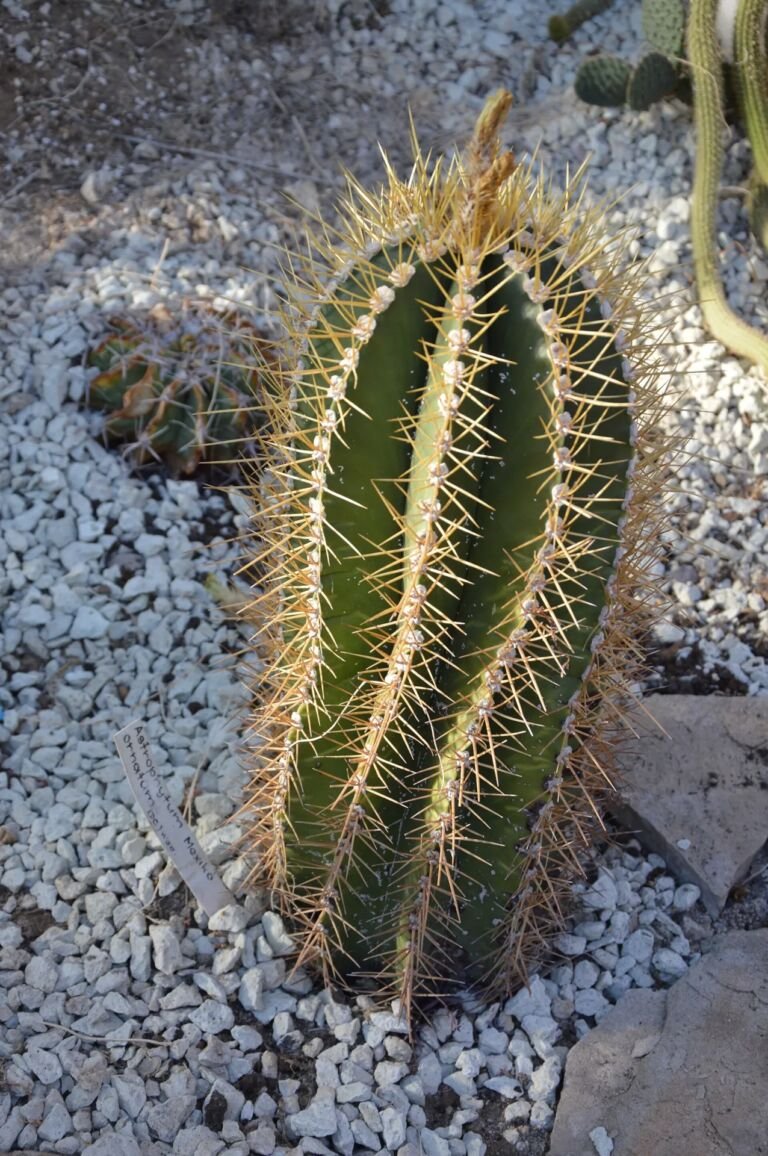 Astrophytum ornatum