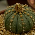 Astrophytum ‘Asterias’ (Astrophytum 'Asterias') – fotografia rastliny