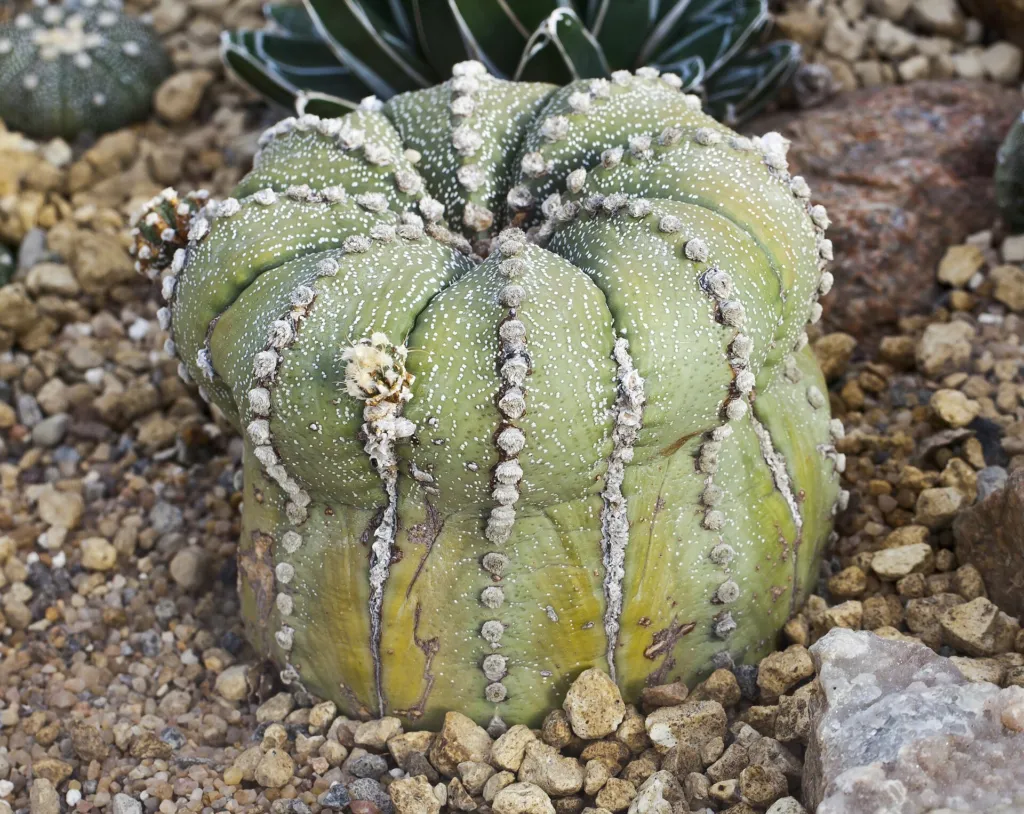 Astrophytum ‘Asterias’ (Astrophytum 'Asterias') – in a garden setting, plant photo