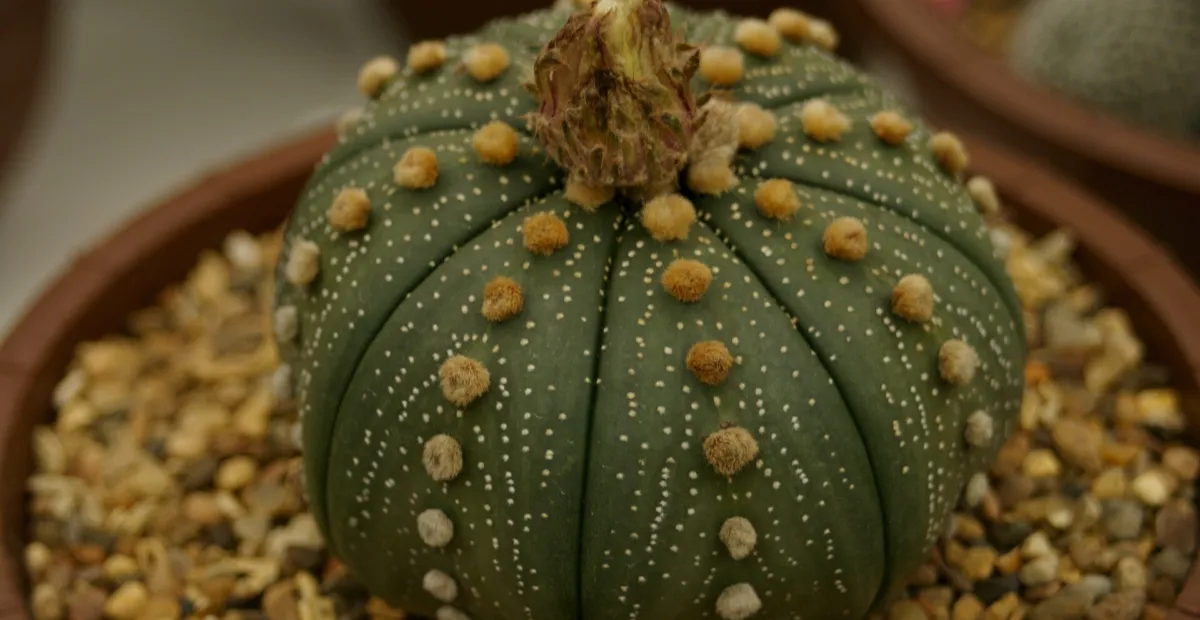 Astrophytum 'Asterias' – plant photo