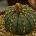 Astrophytum ‘Asterias’ (Astrophytum 'Asterias') – plant photo