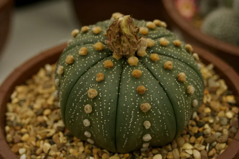 Astrophytum 'Asterias'