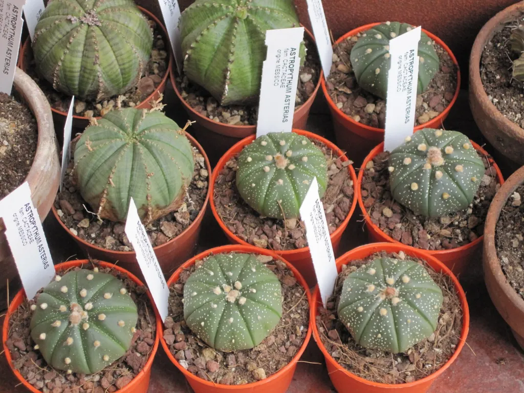 Astrophytum ‘Asterias’ (Astrophytum 'Asterias') – in a garden setting, plant photo