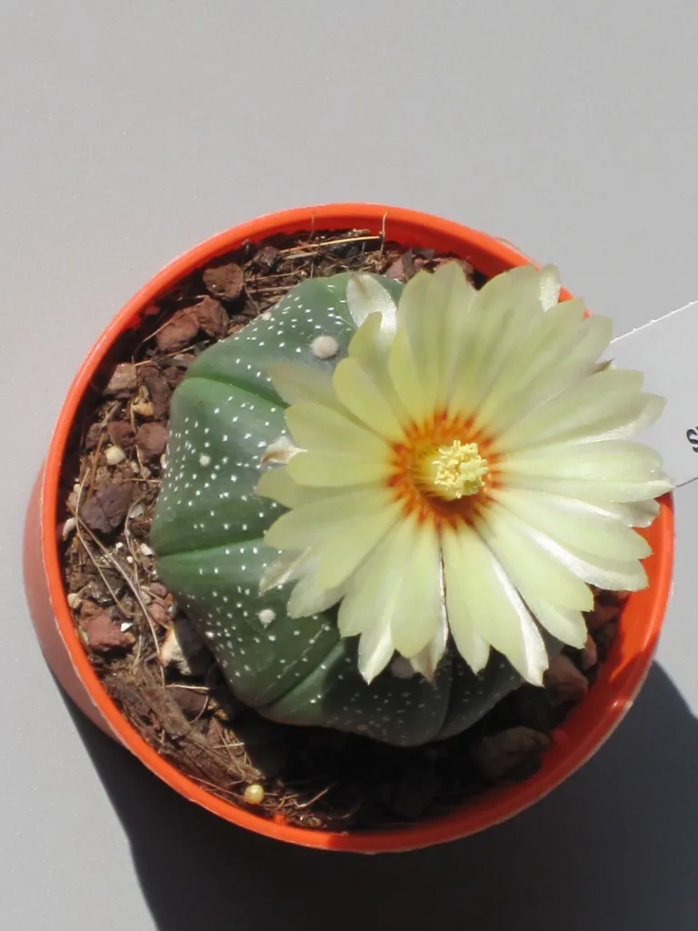 Astrophytum ‘Asterias’ (Astrophytum 'Asterias') – flowers in close-up, plant photo