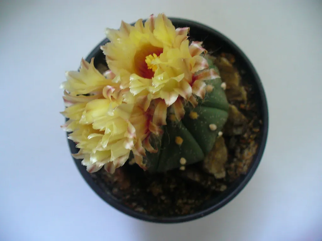 Astrophytum ‘Asterias’ (Astrophytum 'Asterias') – flowers in close-up, plant photo