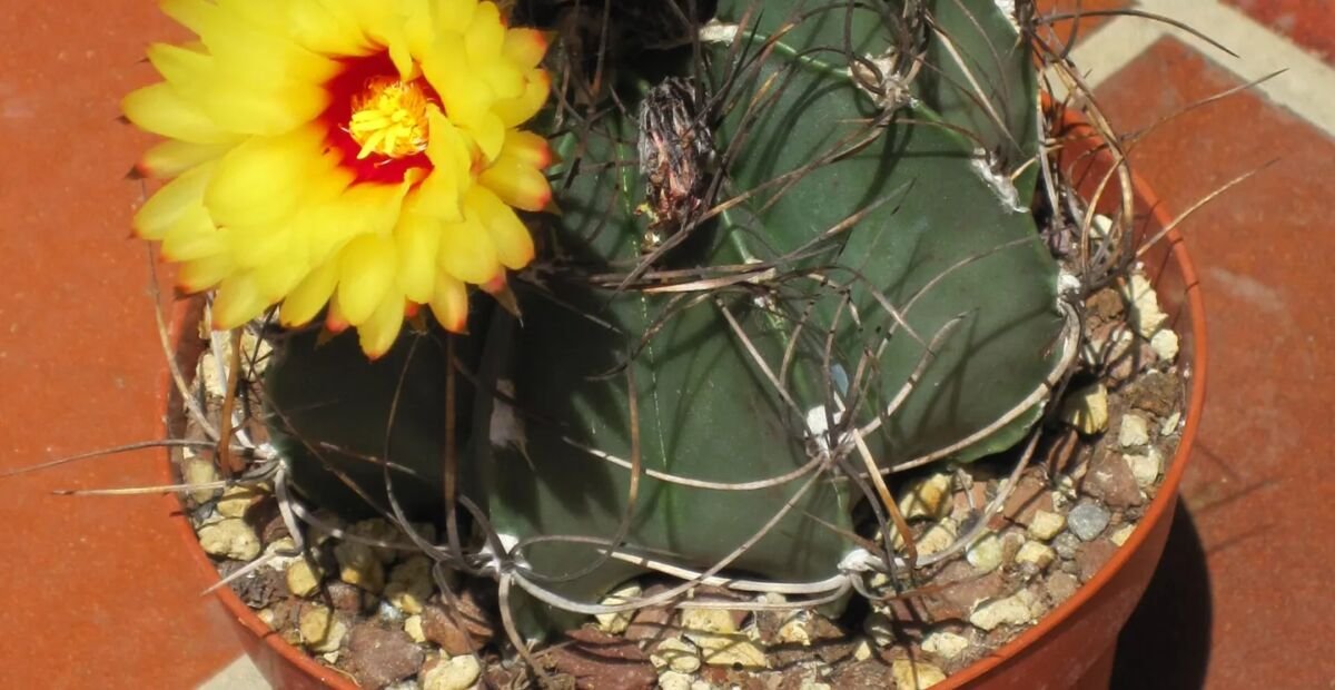 Astrophytum 'Capricorne' – fotografia rastliny