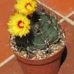 Astrophytum ‘Capricorne’ (Astrophytum 'Capricorne') – fotografia rastliny