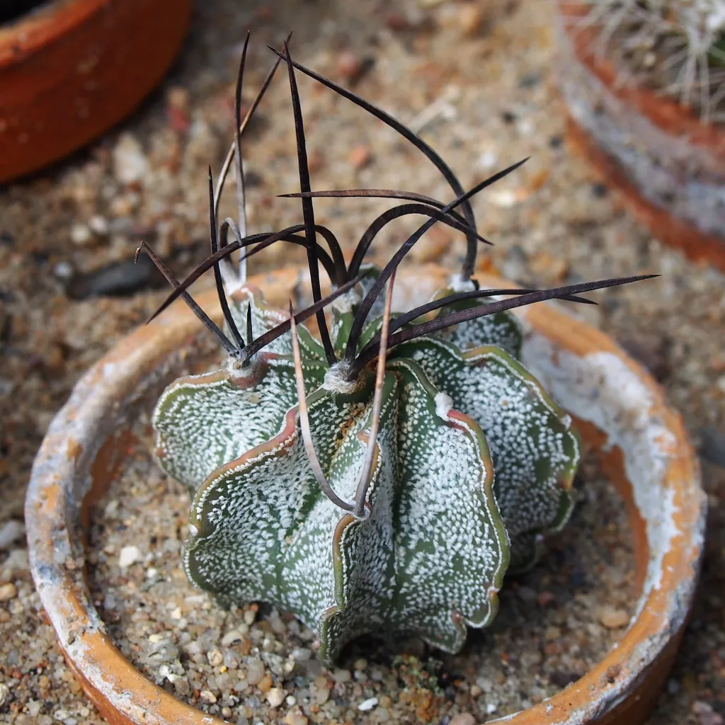 Astrophytum ‘Capricorne’ (Astrophytum 'Capricorne') – in a garden setting, plant photo