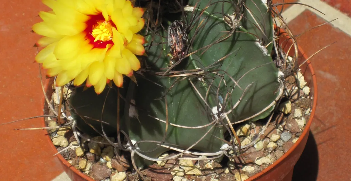 Astrophytum 'Capricorne' – plant photo