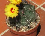 Astrophytum ‘Capricorne’