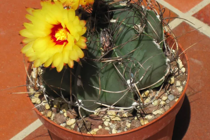 Astrophytum 'Capricorne'