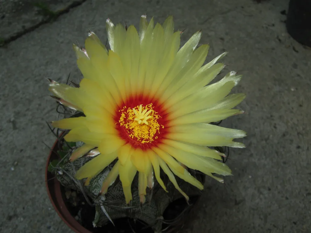 Astrophytum ‘Capricorne’ (Astrophytum 'Capricorne') – flowers in close-up, plant photo
