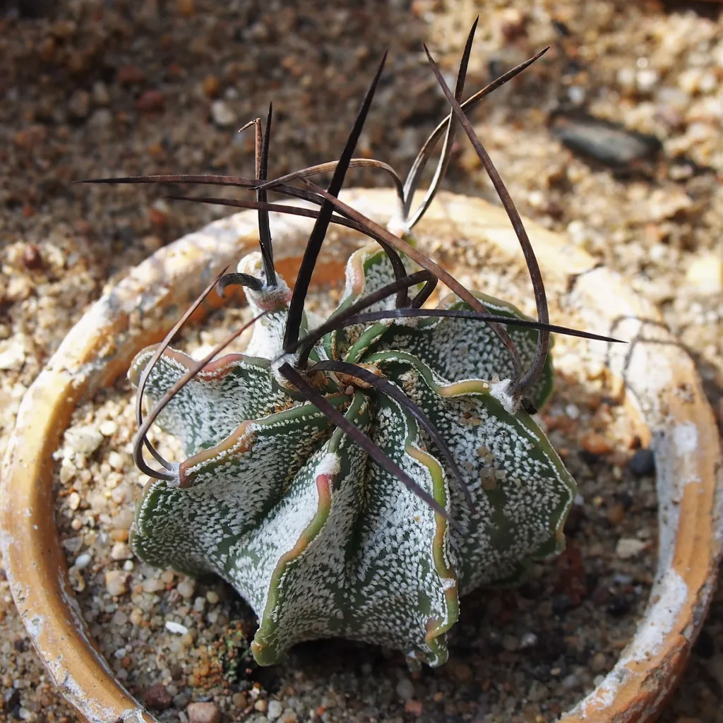 Astrophytum ‘Capricorne’ (Astrophytum 'Capricorne') – in a garden setting, plant photo
