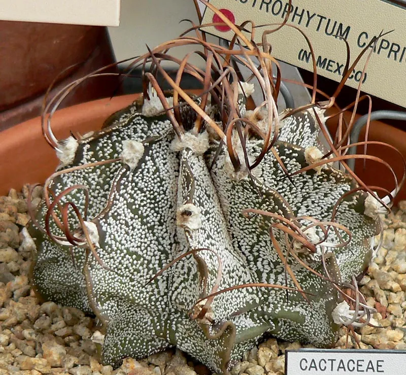 Astrophytum ‘Capricorne’ (Astrophytum 'Capricorne') – in a garden setting, plant photo