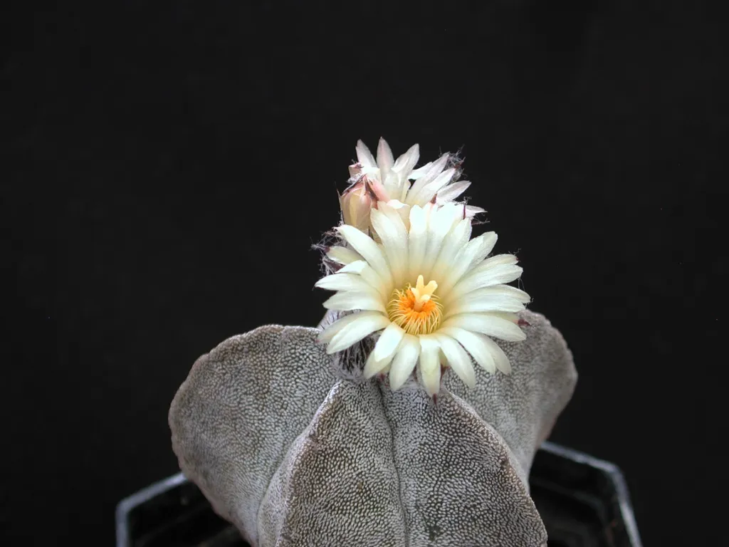 Bishop's-cap (Astrophytum myriostigma) – plant photo