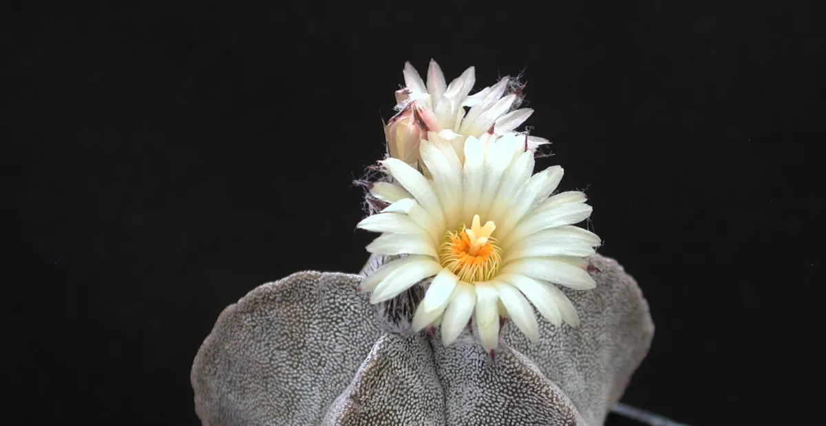 Bishop's-cap (Astrophytum myriostigma) – plant photo