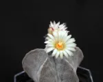 Bishop’s-cap (Astrophytum myriostigma) care guide