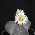 Bishop's-cap (Astrophytum myriostigma) – characteristic appearance, plant photo