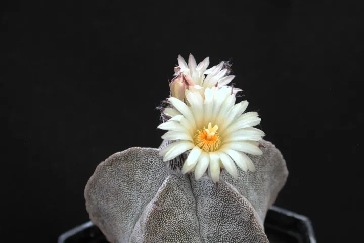 Astrophytum myriostigma