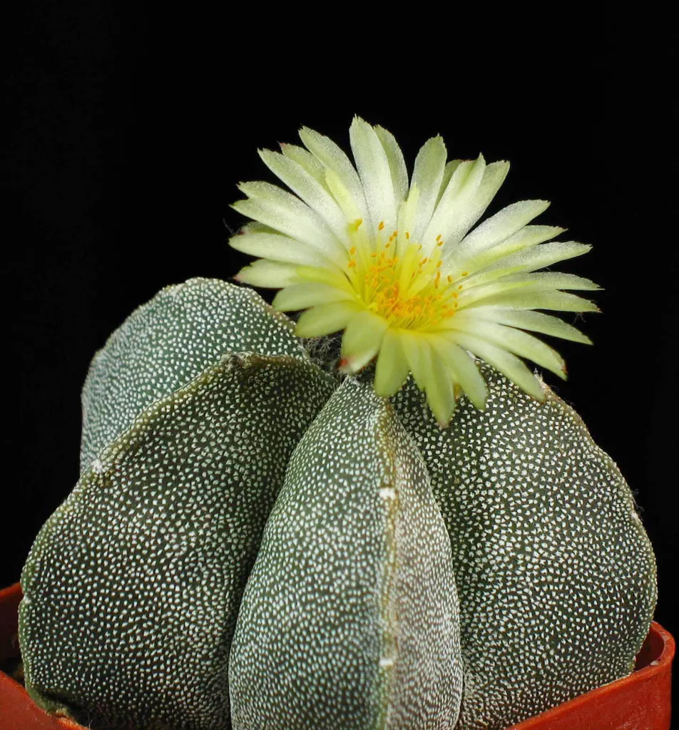 Bishop's-cap (Astrophytum myriostigma) – flowers in close-up, plant photo