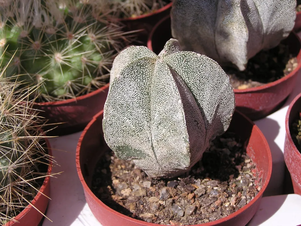 Bishop's-cap (Astrophytum myriostigma) – flowers in close-up, plant photo