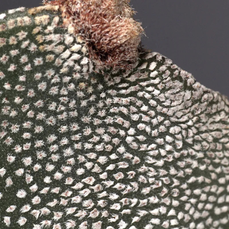 Bishop's-cap (Astrophytum myriostigma) – characteristic appearance, plant photo