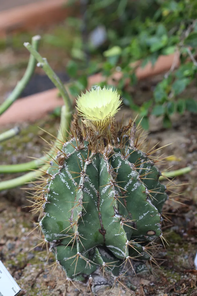 astrofyt zdobený (Astrophytum ornatum) – v záhrade, fotografia rastliny