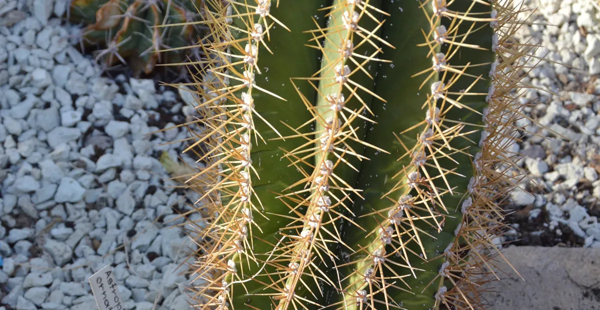star cactus (Astrophytum ornatum) – plant photo