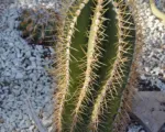 Star cactus (Astrophytum ornatum) care guide