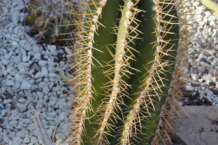 Astrophytum ornatum
